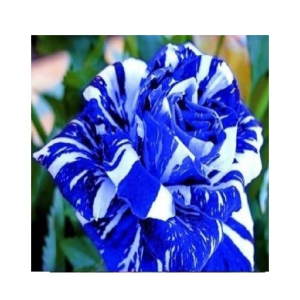Husmah Blue Dragon Rose Seeds