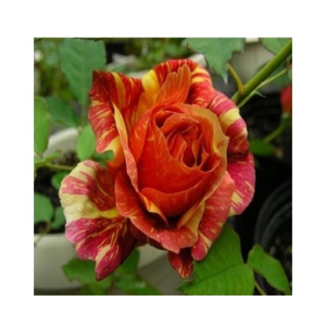 Husmah Orange Dragon Rose Seeds