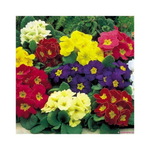Husmah European Primula Mix Color
