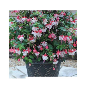 Husmah Fuchisia Pink Flower Seeds