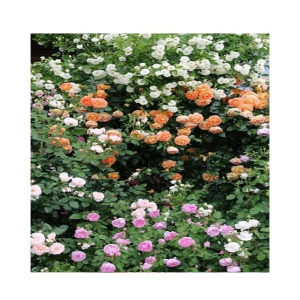 Husmah Climbing rose Seeds Mix Pink Orange White