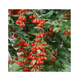 Husmah Goji Berry Fruit Seeds