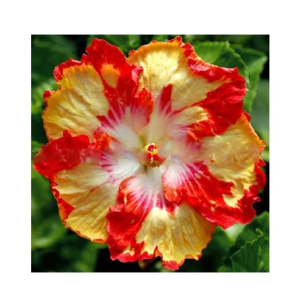 Husmah Hibiscus Red Yellow Flower Seeds