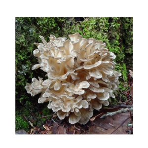 Husmah Hen of the Woods Mushroom Seeds