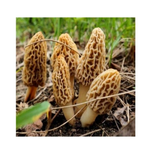 Husmah Morels Mushroom Seeds