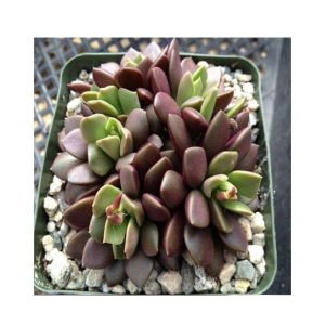 Husmah Anacampseros Purple Succulent Seeds