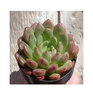 Husmah Bashful Succulent Seeds