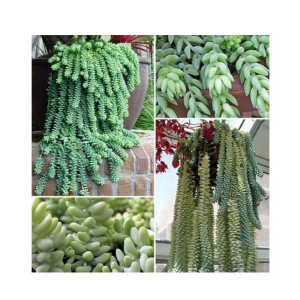 Husmah Burro's Tail Succulent Seeds