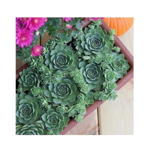 Husmah Hens and Chick Sempervivum Tectorum Succulent Seeds