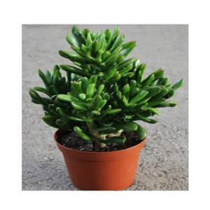 Husmah Hobbit Jade Succulent Seeds