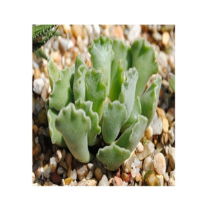 Husmah Key Lime Succulent Seeds