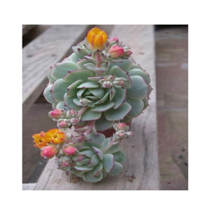 Husmah Painted Lady Succulent Seeds