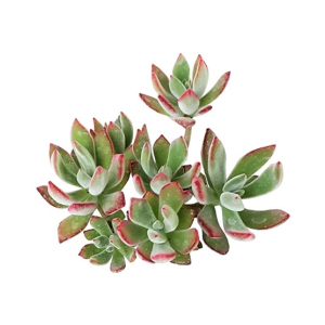 Husmah Plush Plant Succulent Seeds