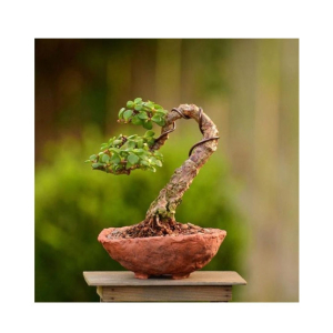 Husmah Portulacaria Afra Variegata Succulent Seeds