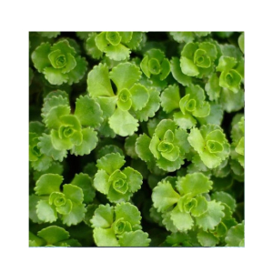 Husmah Roseum Succulent Seeds