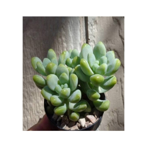 Husmah Sedum Treleasei Succulent Seeds