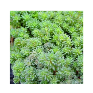 Husmah Stonecrop Succulent Seeds