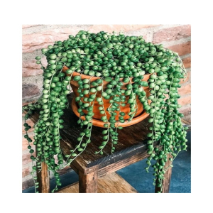 Husmah String of Pearls Succulent Seeds