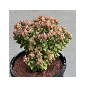 Husmah Tom Thumb Succulent Seeds