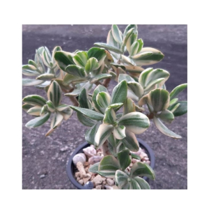 Husmah Variegated Jade Succulent Seeds