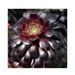 Husmah Zwartkop Succulent Seeds