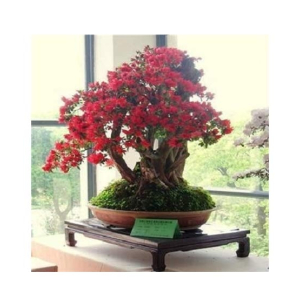 Husmah Japanese Red Sakura Home Gardening Tree Seeds