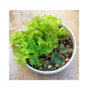 Husmah Lettuce Salad Pata Vegetable Seeds
