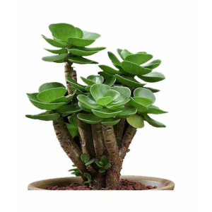 Husmah Rare Tatari Succulent Seeds