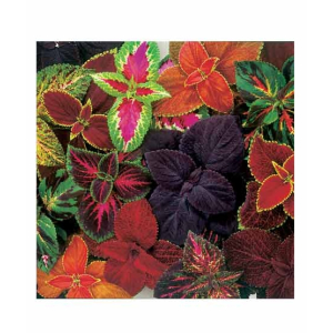 Diy Store Coleus Rainbow Mix Plant Seeds (0052)