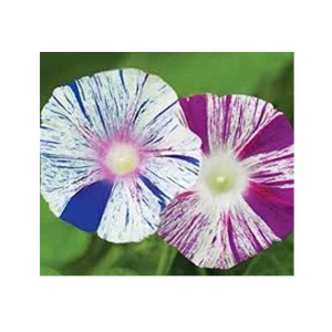 Diy Store Morning Glory Arlequin Summer Seeds