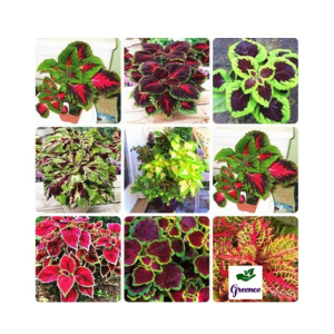 Diy Store Coleus Rainbow Mix Plant Seeds