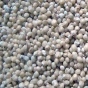 iShopping - HusMah Enoki Mushroom Seeds