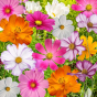 iShopping - DIY Store Zinnia Cosmos Balasm Cockcomb Flower Seeds
