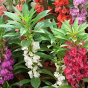iShopping - DIY Store Zinnia Cosmos Balasm Cockcomb Flower Seeds