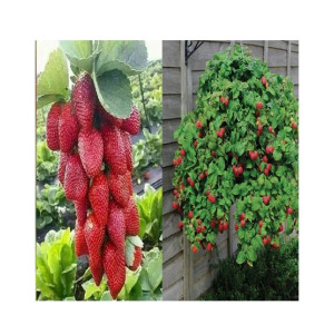 Husmah Red Climbing Strawberry Seeds 4 Season