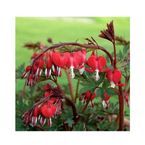 HusMah Bleeding Heart Flower Seeds Red