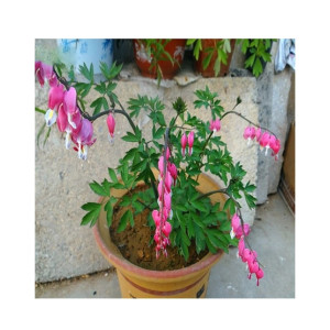 HusMah Bleeding Heart Flower Seeds Pink