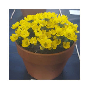 HusMah Rare Eranthis Flower Seeds