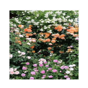 HusMah Climbing rose Seeds Mix Pink Orange White 