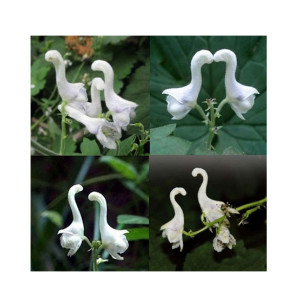 HusMah Swan Flowers Bonsai Seeds