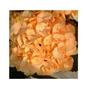 HusMah Bleeding Heart Flower Seeds Dicentra Spectabilis Orange