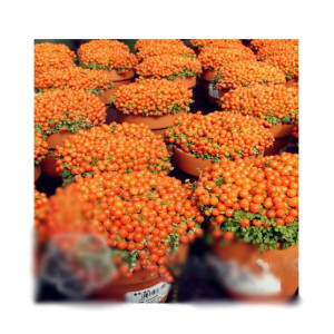 HusMah Scoparia Red Plants Seeds