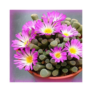 HusMah Fenestraria Aurantiaca Succulent Plant Seeds