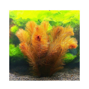 HusMah Live Aquarium Fish Tank Red Pine Tail Plant Seeds