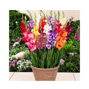 HusMah Rare Cut Aerobic Gladiolus Flower Seeds