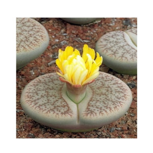HusMah Yellow Flower Lithops Seeds