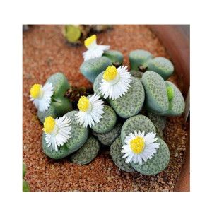 HusMah White Flower Lithops Seeds