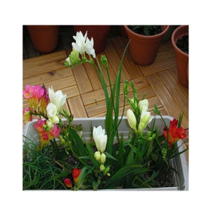 HusMah Freesia Terrace Perennial Flower Seeds