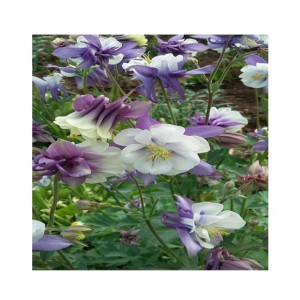 Husmah Aquilegia Flower Seeds