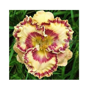 Husmah Hibiscus Yellow Maroon Flower Seeds